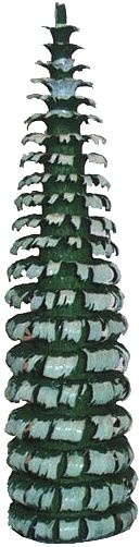 Ringelbaum ohne Stamm - grün/weiß, 11 cm
